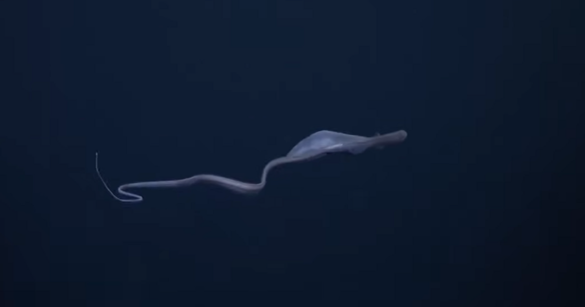 Hátborzongató lény vadászik áldozataira az óceánok mélyén