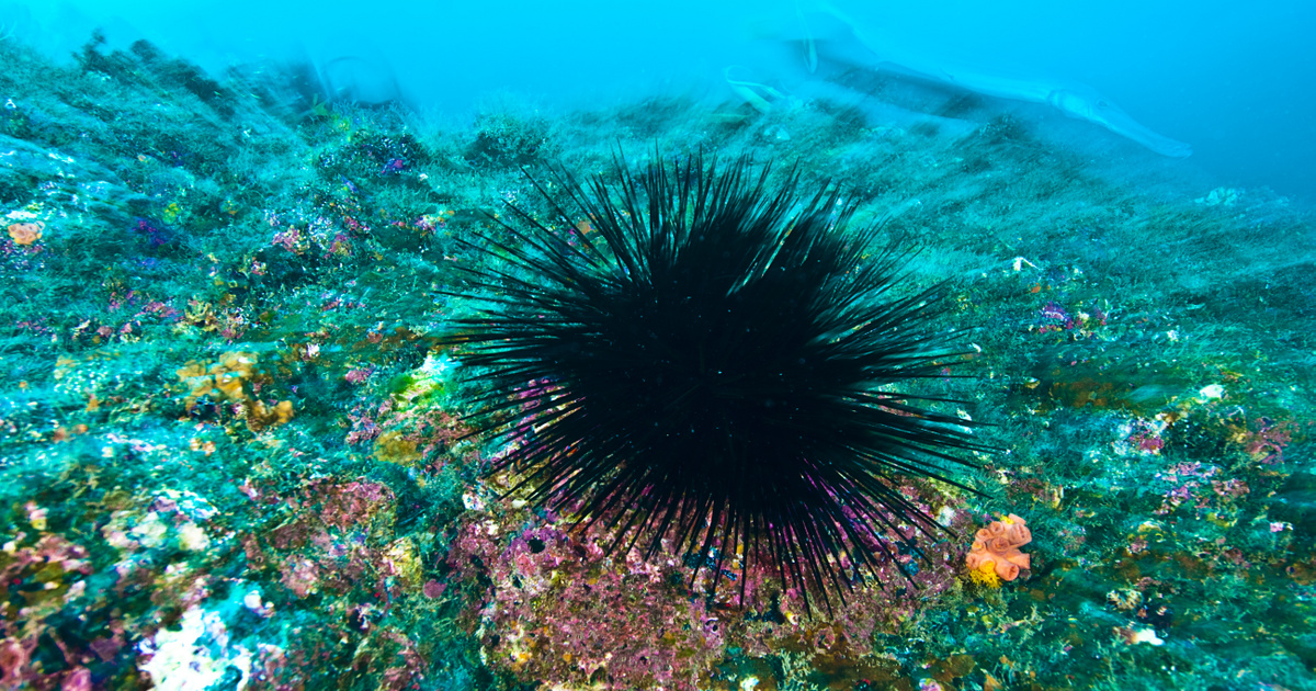 A Kanári-szigeteken ismeretlen betegség pusztít: egy fontos faj a kihalás szélére került
