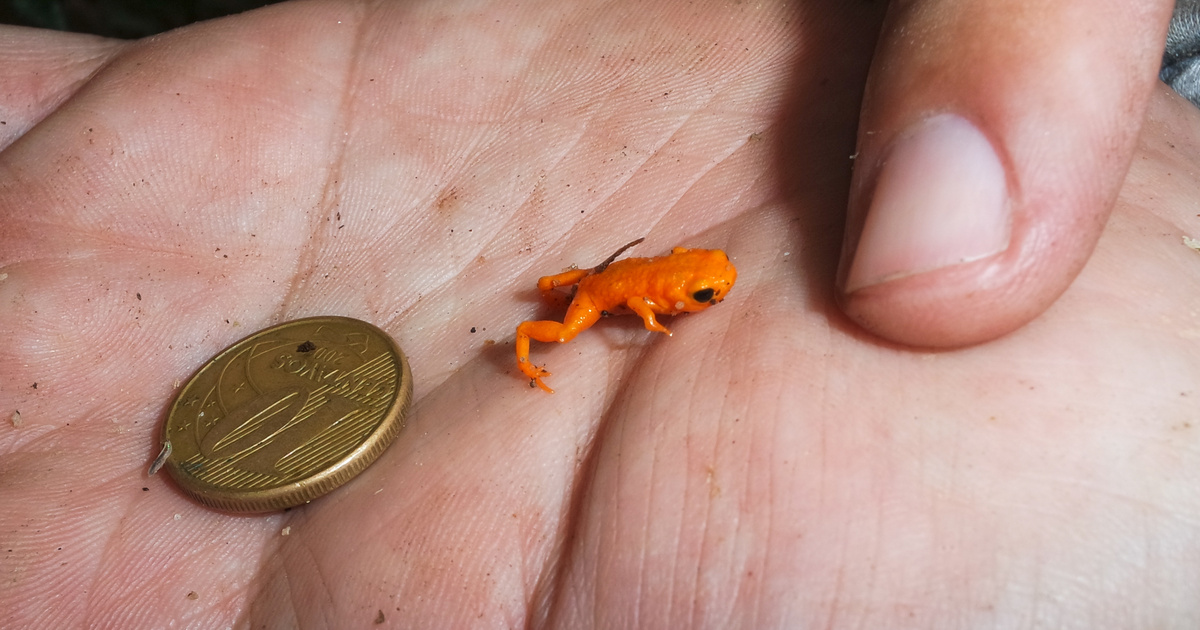 Megtalálták a világ egyik legkisebb, legcukibb állatát