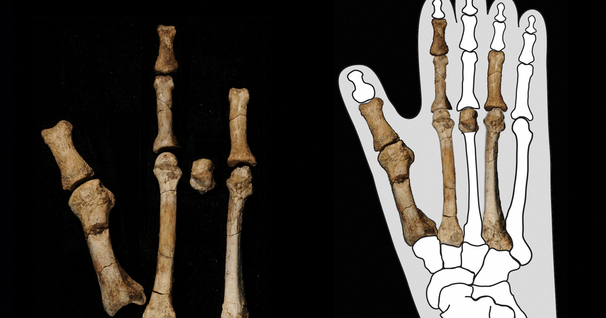 Egy titokzatos lábfosszília átírhatja az emberi történelmet