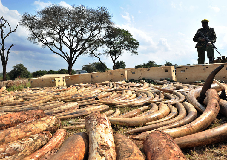 Megsemmisítésre váró lefoglalt elefántcsont Kenyában