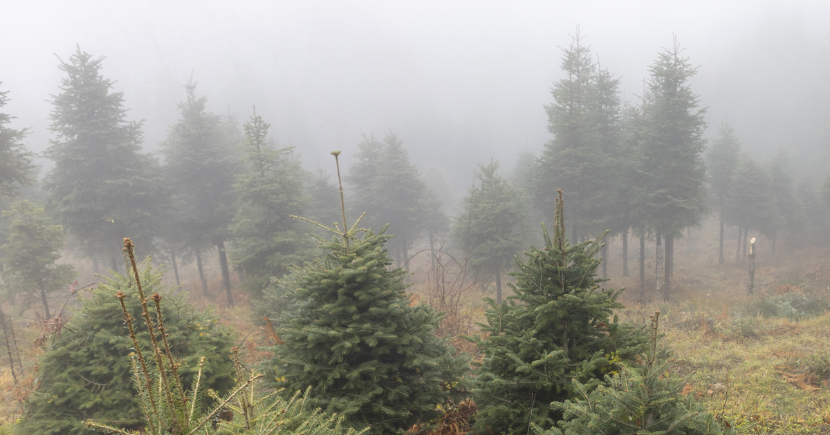 Index – Belföld – Fordulatot hozhat az időjárásban a szenteste, így robbanhat be a tél az ünnepek kö…