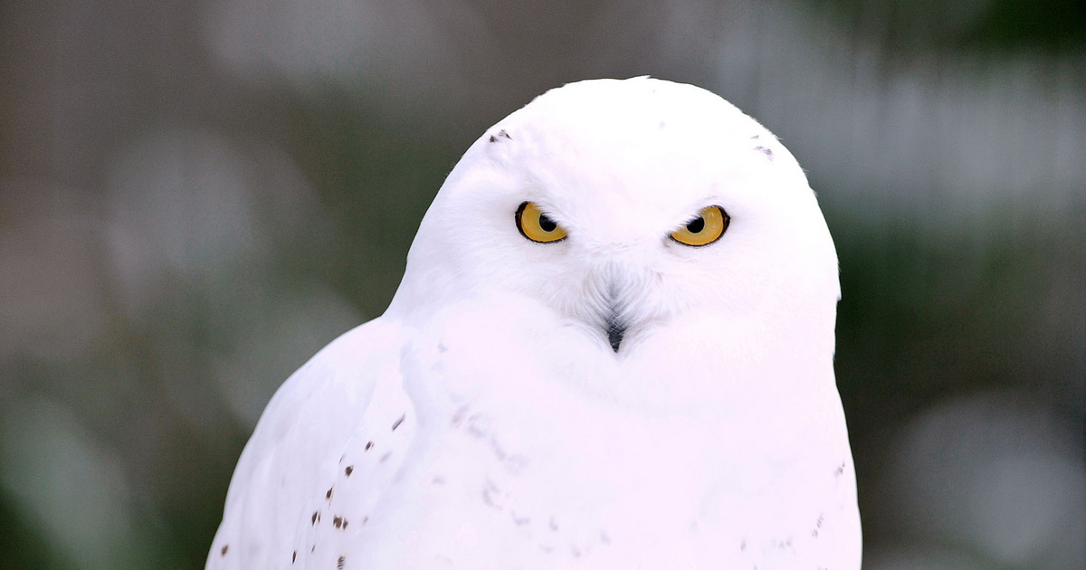 Svédországban kihaltnak nyilvánították a hóbaglyokat