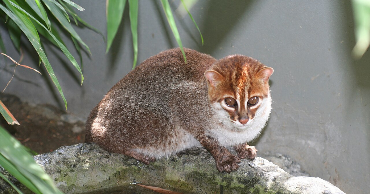 Lencsevégre kapták a világ egyik legritkább macskafajtáját