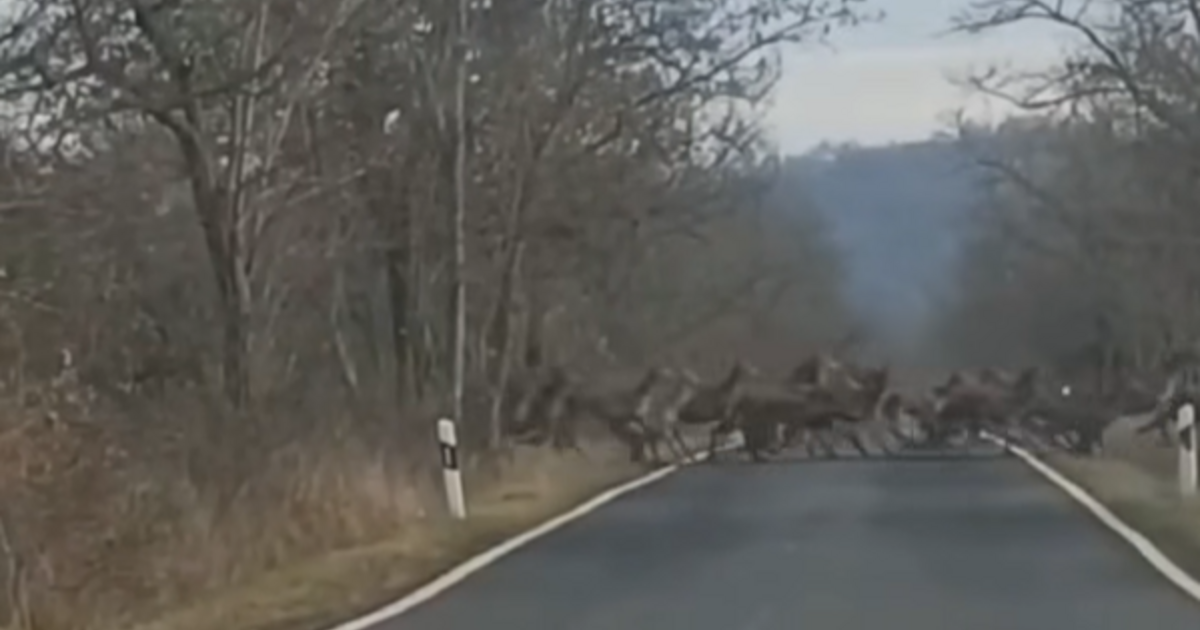 Index – Belföld – Hatalmas szarvasrudli vonult át egy országúton Nógrád vármegyében