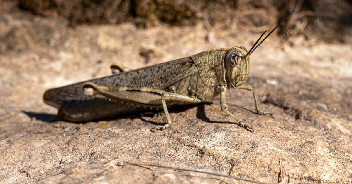 Index – Belföld – Ilyen rovar még nem volt Magyarországon, megtelepedett a horrorsáska