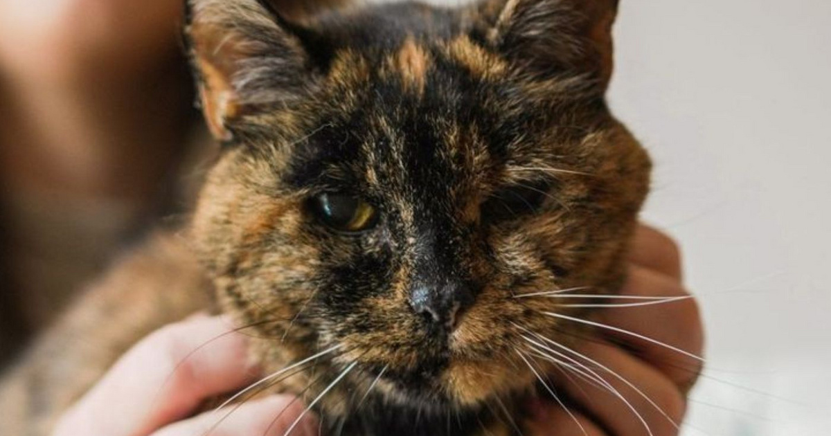 Emberi léptékkel 120 éves Flossie, a világ legöregebb Guinness-rekorder macskája