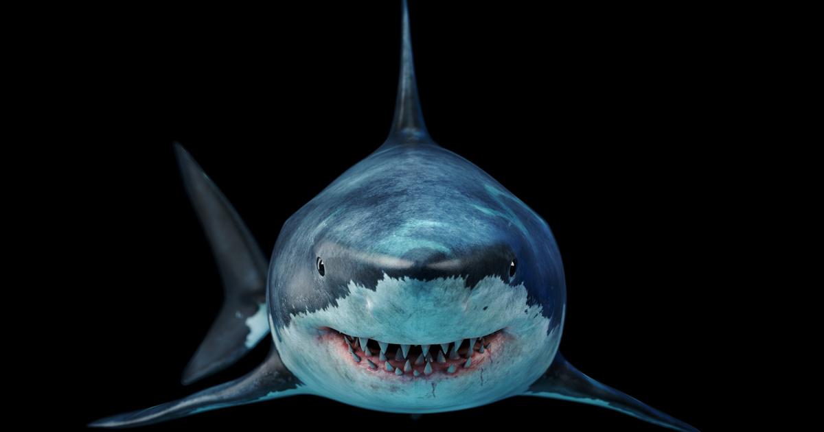 Kihalás szélén van már a nagy fehér cápa is