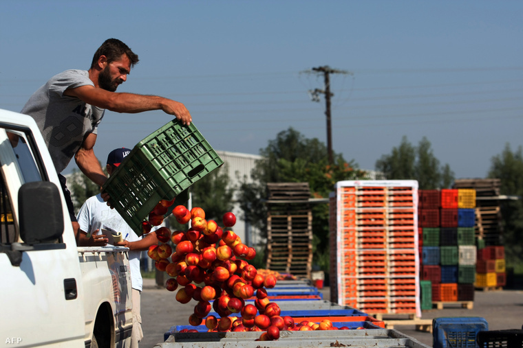 Barackteremelő a görögországi Veriaban, 2014. augusztus 12-én. A görög külügyminisztérium bejelentette, hogy kompenzálni fogják a termelők veszteségeit.