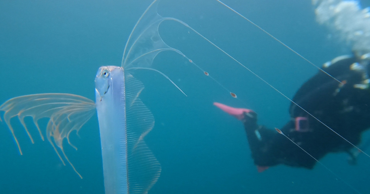 Felbukkant a „Végítélet-hal”, és ez semmi jót nem jelent