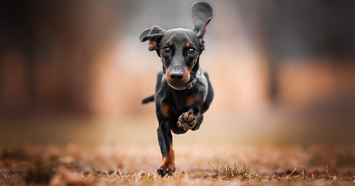 Ezek a kutyák élnek a legtovább: vajon a te kedvenced is köztük van?