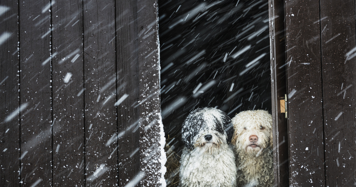 A fagyos idő életveszélyes lehet a kutyáknak: ezekre kell odafigyelni a szakértők szerint