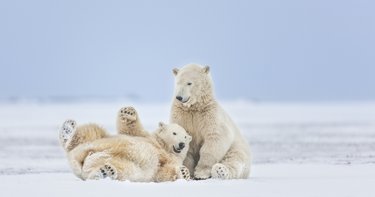 Így örültek a hónak a nyíregyházi állatkert jegesmedvebocsai - Irtó cuki videó a játékukról