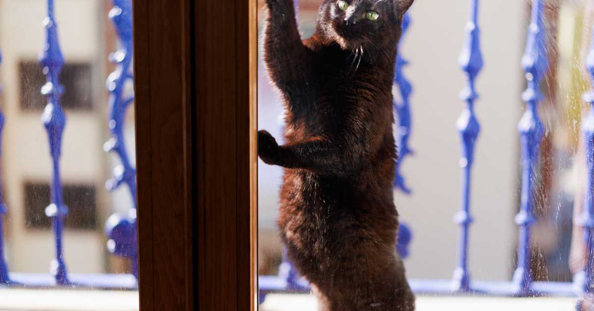 Véletlenül kizárták egy éjszakára a macskát, mindenki a videóján nevet - Így reagált reggel a dühös cica