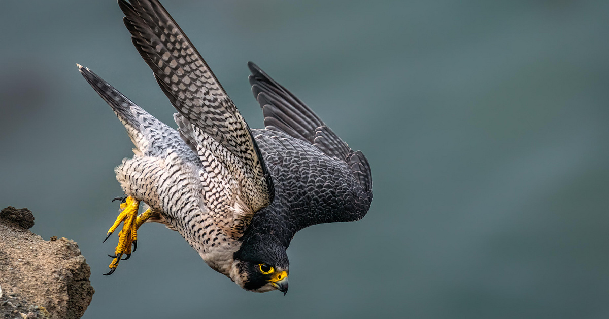 320 km/órával csap le áldozataira, de a kihalás elől alig tudott elkanyarodni