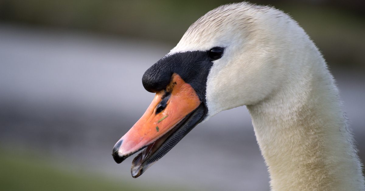 Jégbe fagyott hattyúk Magyarországon? Megszólaltak a madármentők a sokkoló látványról