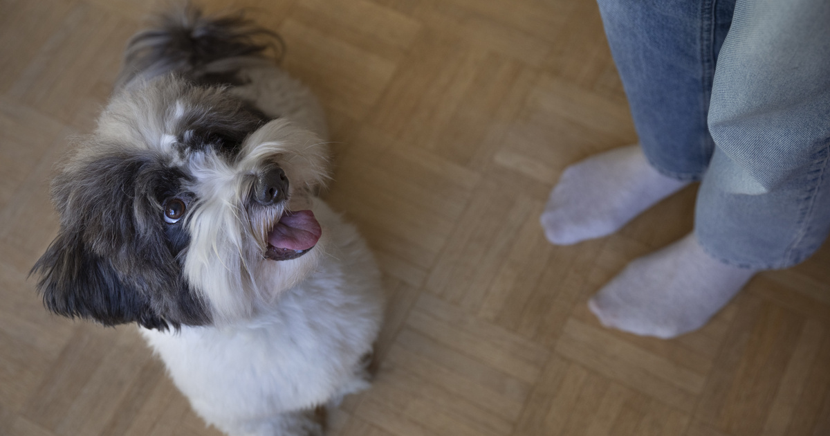 Egyes kutyák képesek kihallgatni a beszélgetéseket