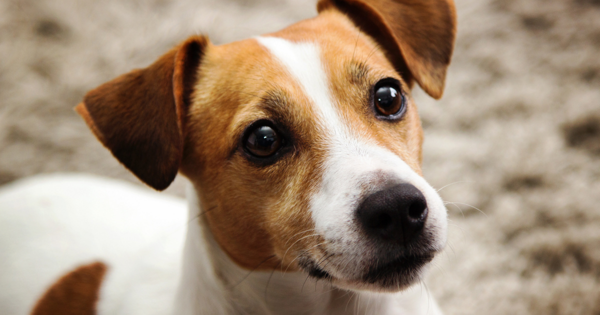 Döbbenetes dologra jöttek rá az ELTE tudósai a kutyákkal kapcsolatban: okosabbak, mint eddig hittük