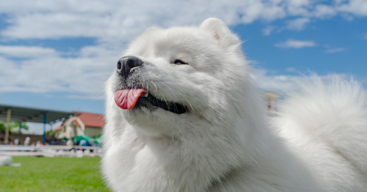 Citromot adtak a 3 hónapos kölyökkutyának: elolvadsz, olyan cuki