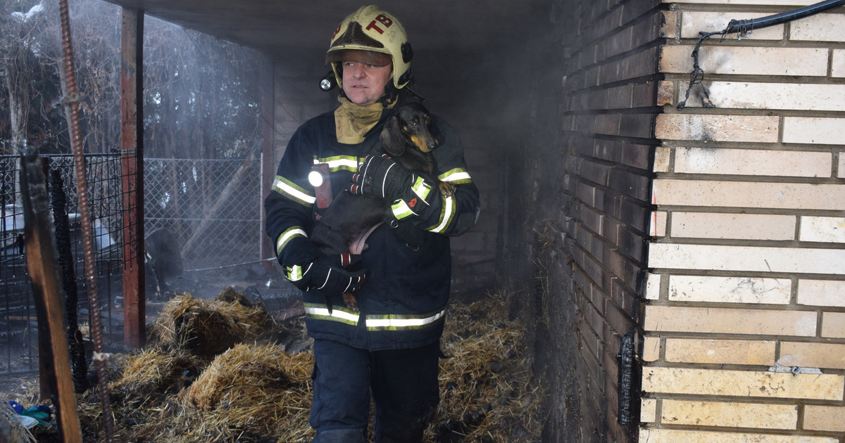 Index – Belföld – Tűz keletkezett egy tatabányai házban, a tűzoltók a család mellett három kutyát is…