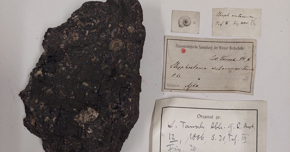 Felbecsülhetetlen értékű bakonyi kövületgyűjtemény került elő Bécsben