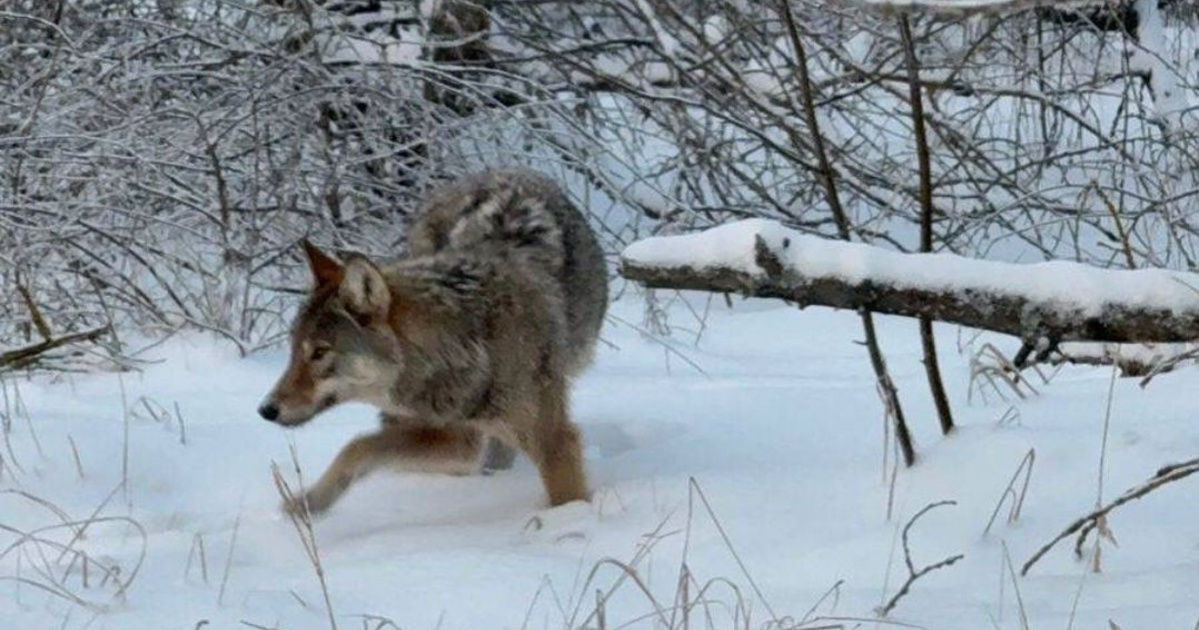Rejtélyes farkas tűnt fel a csernobili veszélyzónában
