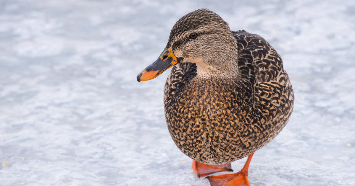 Tűzoltókat és búvárokat hívott a jégbe fagyott kacsához egy férfi: ami ezután történt, arra senki sem számított