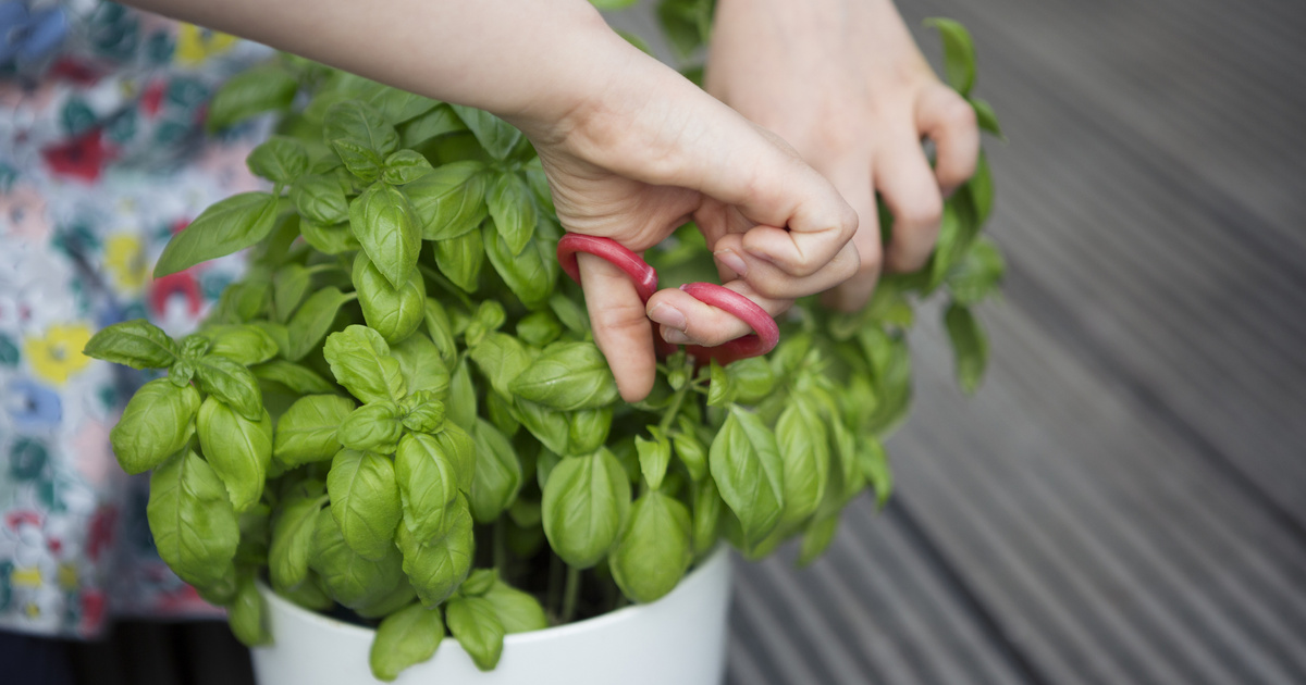 Ezért hal meg vásárlás után néhány nappal a cserepes bazsalikom: nem te csinálod rosszul