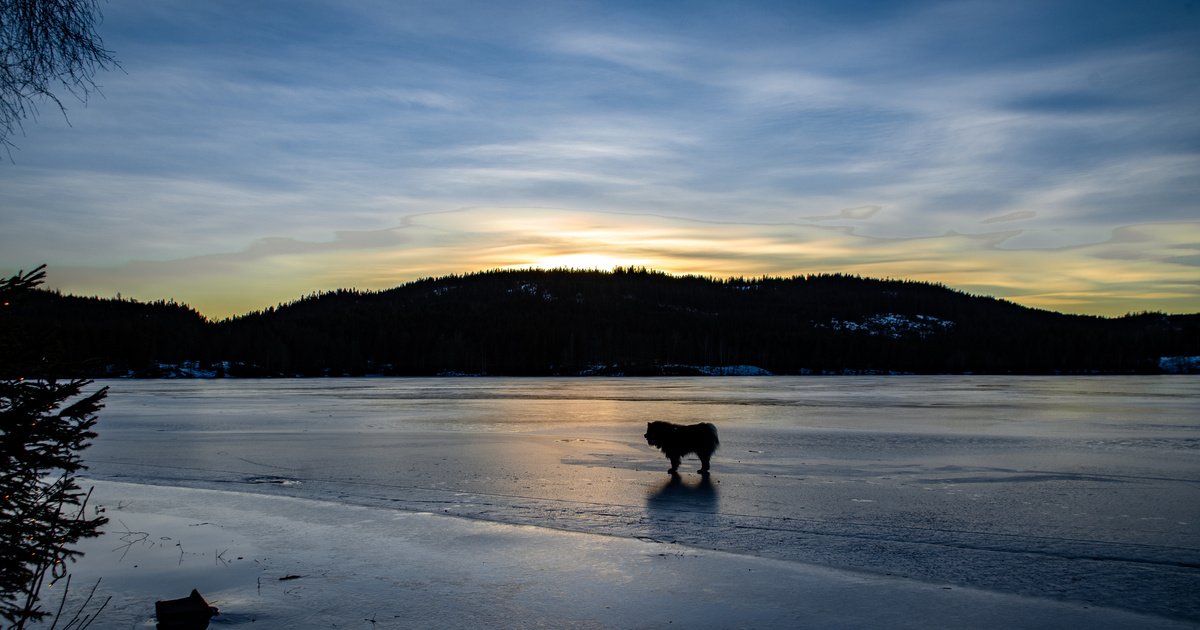 Világhírre tettek szert a tűzoltók, akik kutyát mentettek a jeges Dunából: videón a megható eset