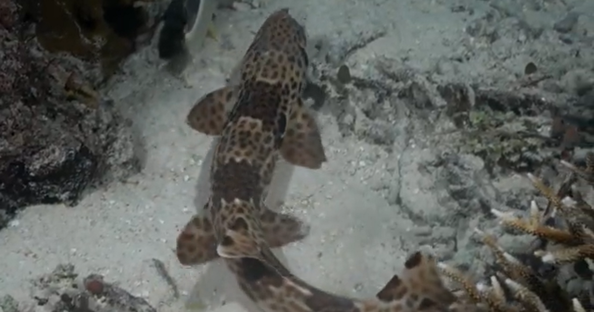 A sétáló cápa az evolúció legkínosabb kérdése