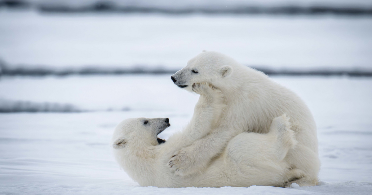 Ezt művelték a karácsonyfával a Nyíregyházi Állatpark jegesmedvebocsai – Vicces videón a játékuk