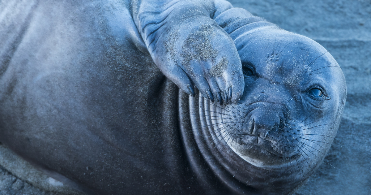 Ilyen még nem történt, fókát gázoltak egy forgalmas német főúton
