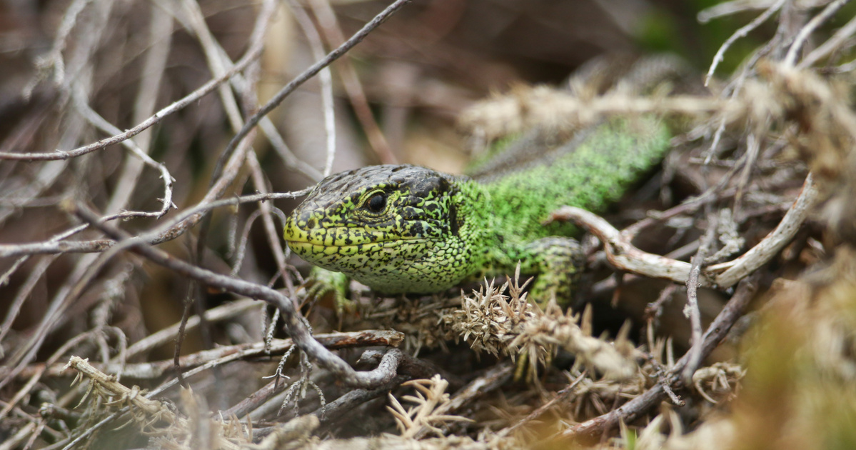 Leesett a farka a döbbenettől, mert ő lett az év legjobbja