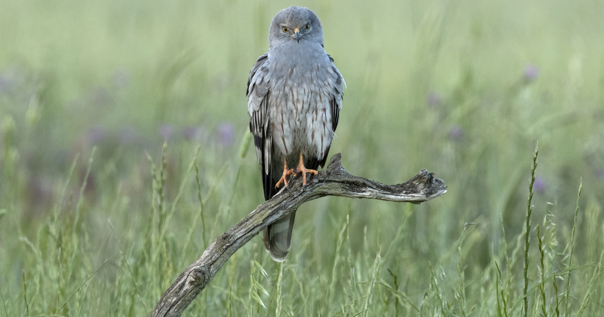 Épp most számolják a sasokat a fákon