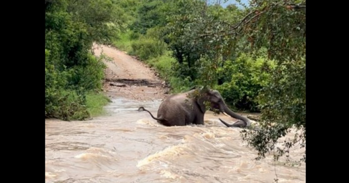 Pusztító árvíz sújtja Dél-Afrikát: helikopterrel menekítik az embereket, állatok küzdenek a túlélésért
