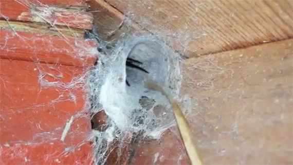 Large-Funnel-Spider570.gif