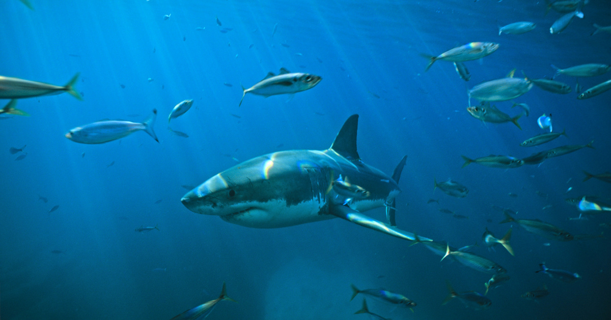 Meghalt a 12 éves fiú, akiit cápa támadott meg Sydney közelében