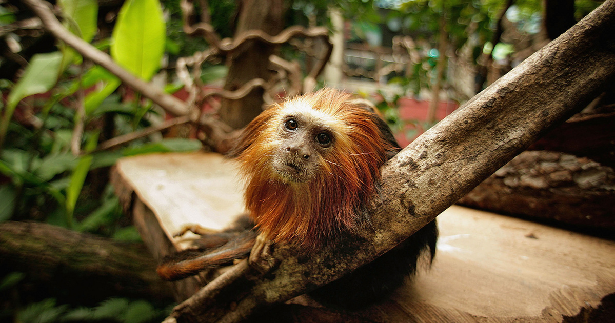 Veszélyeztetett majmot akart kicsempészni egy férfi, eljárás indult ellene