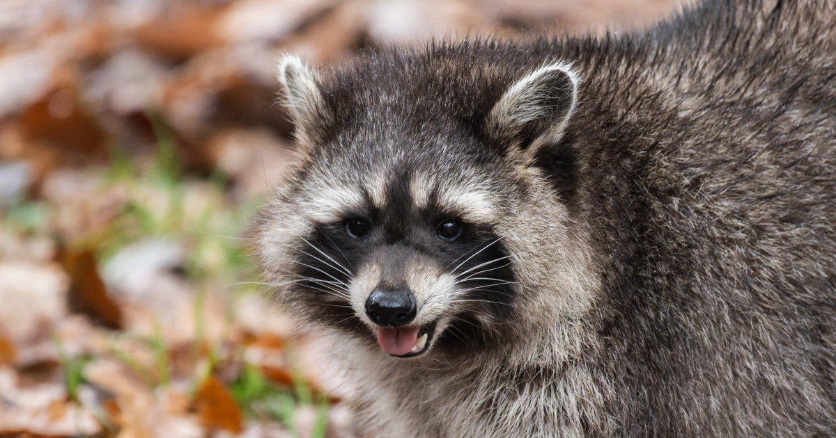 Egy mosómedve autóban szelte át az Atlanti-óceánt, majd Európában bukkant fel