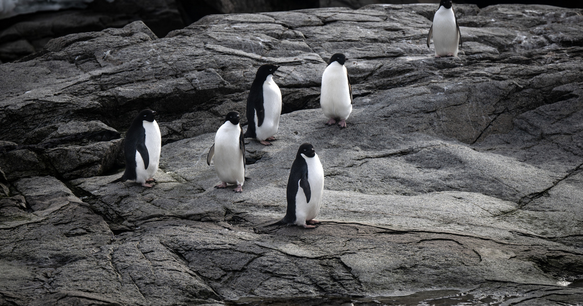 Az ember és a klímaváltozás összjátéka miatt pusztulhat ki két pingvinfaj