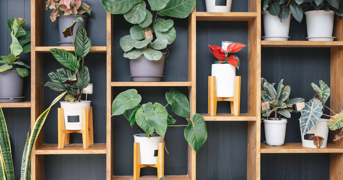Ötször annyi szobanövény is elfér, ha így rendezed el őket: pofonegyszerű a design
