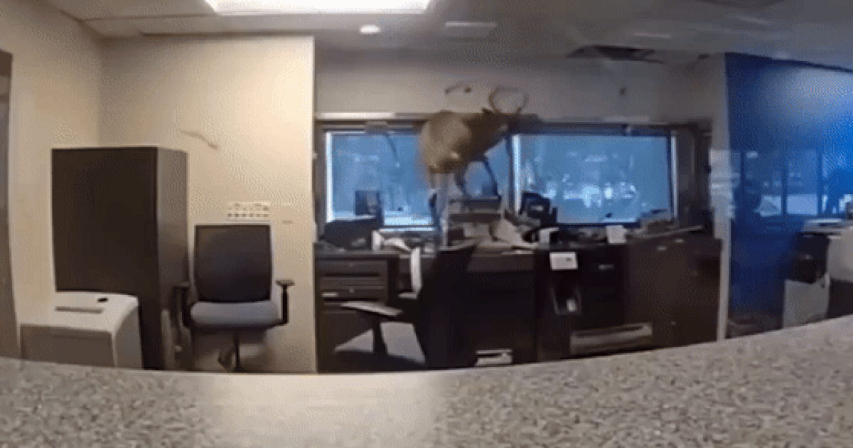 Szarvas rontott be egy New York-i bankba, a rendőrségnek kellett közbelépnie