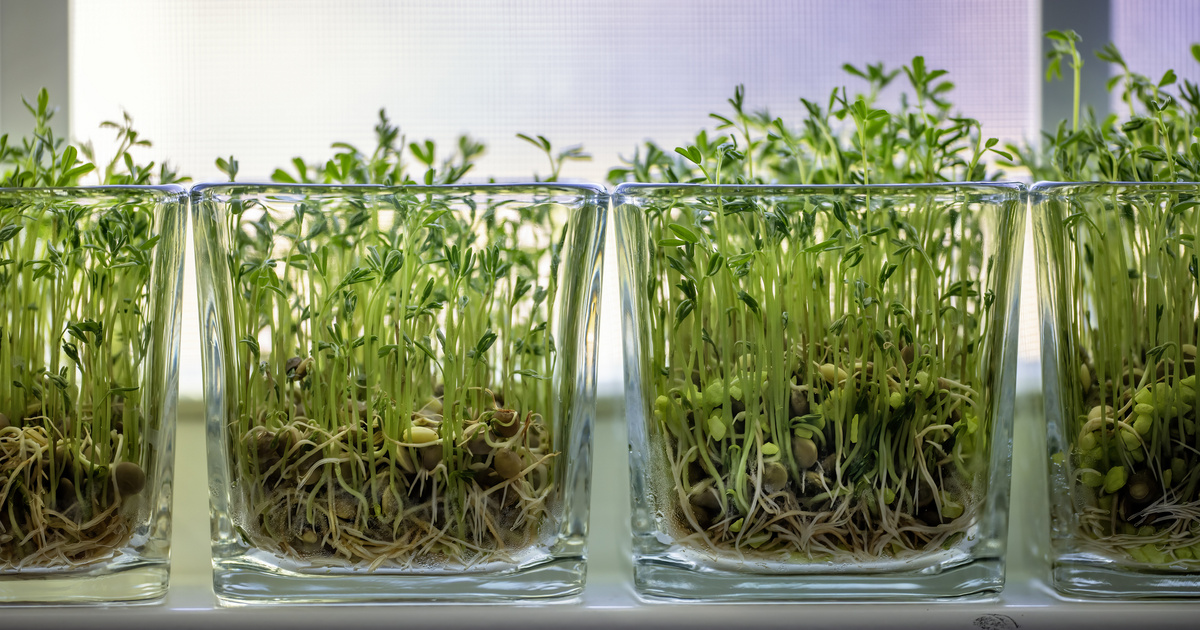 Immunerősítő, tele van vitaminokkal és ásványi anyagokkal: így nevelj csírát otthon