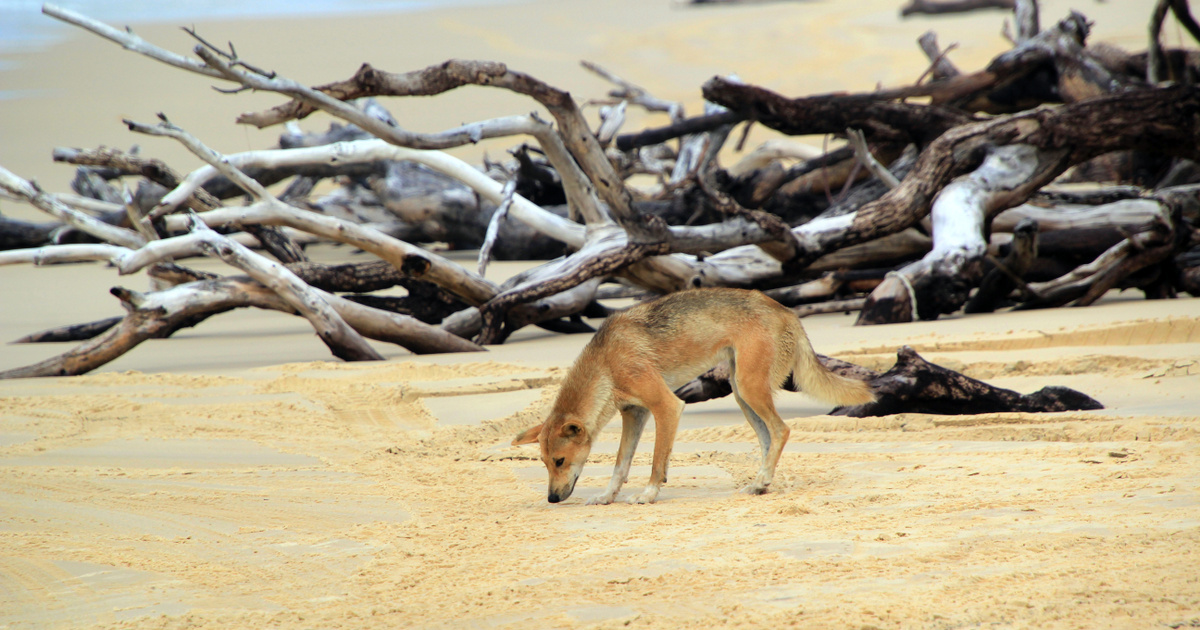 Rejtélyes haláleset miatt került célkereszt a veszélyeztetett állatfaj fejére