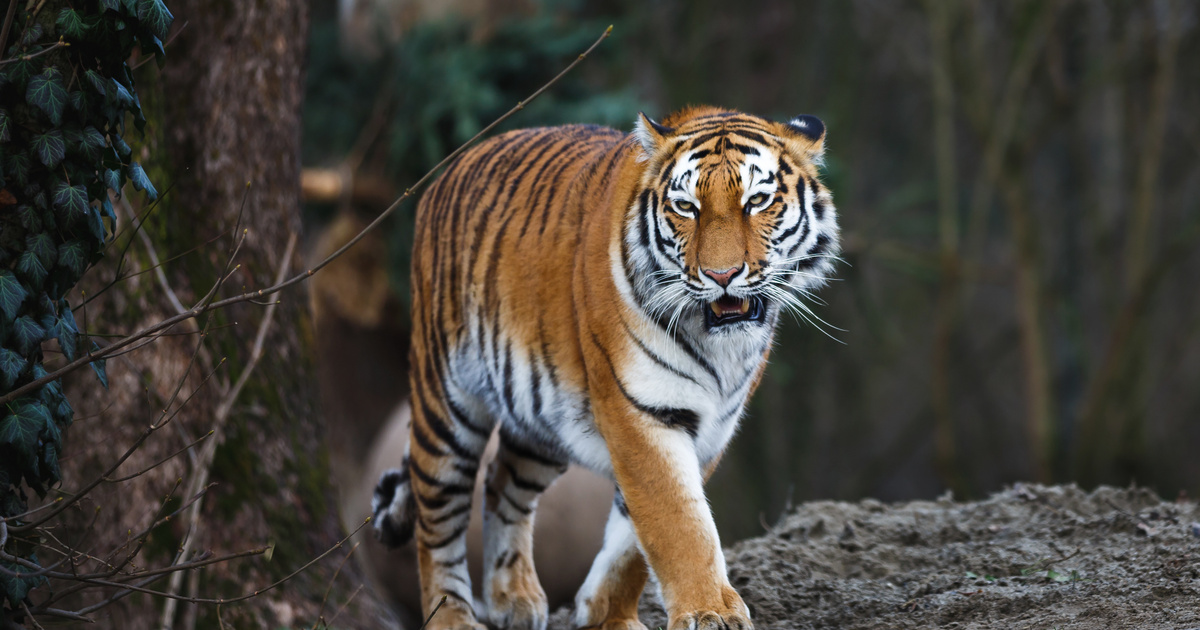Óriási szibériai tigris sétált be éjszaka a faluba, videóra vették a támadás nyomait
