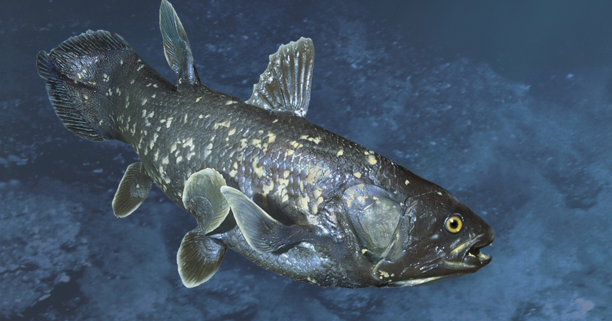 Taxival vitték a múzeumba a halat, amelyről a tudomány azt hitte, már régen kihalt