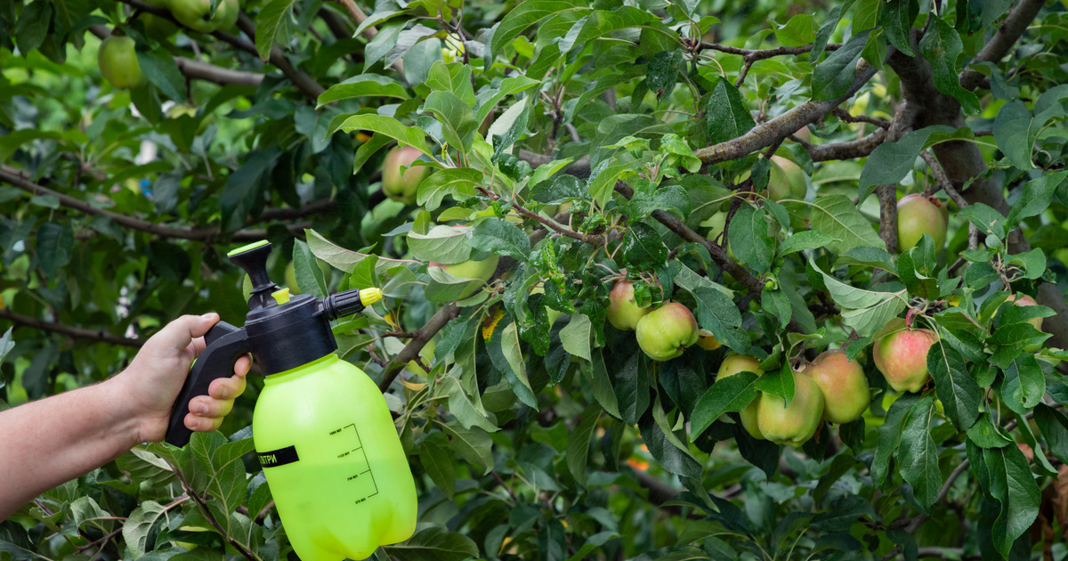 Örök vegyi anyagokkal és rovarölő mérgekkel vannak tele a boltok almái, és a gyerekeknek adjuk őket
