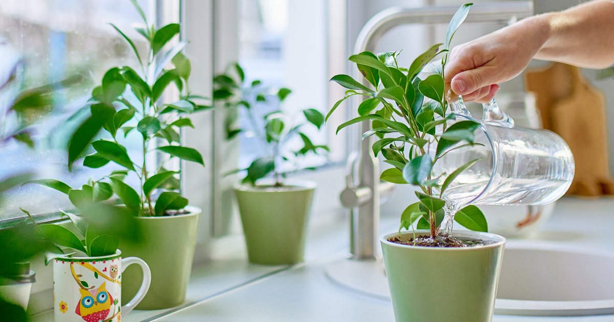 Isteni szerencse száll rád 2026-ban, ha ezt a szobanövényt teszed a lakásba