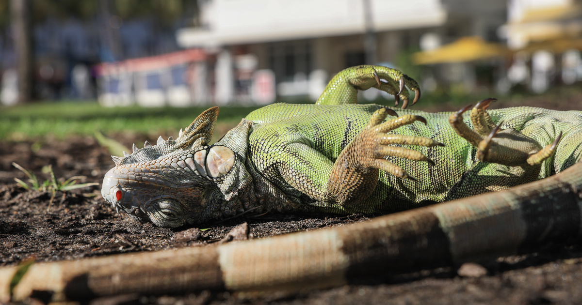Floridában olyan hideg van, hogy fagyott iguanák potyognak a pálmafákról