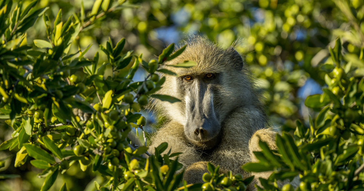 Olyan helyről másolhatnánk a valódi béke receptjét, ahol a zsarnokság sem ritka